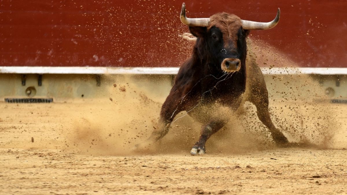 Für einen 37-jährigen Spanier wäre die Begegnung mit einem Stier beinahe tödlich ausgegangen (Symbolfoto). (Foto)