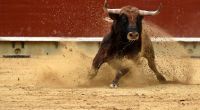 Für einen 37-jährigen Spanier wäre die Begegnung mit einem Stier beinahe tödlich ausgegangen (Symbolfoto).