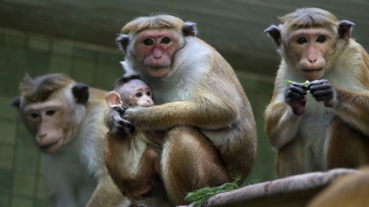 Den Einbruch in ein Affengehege in Australien könnte ein Eindringling mit seinem Leben bezahlen. (Foto)