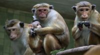 Den Einbruch in ein Affengehege in Australien könnte ein Eindringling mit seinem Leben bezahlen.