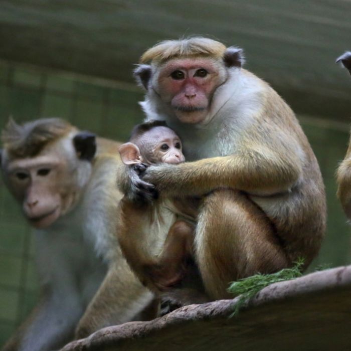 Dieb steigt in Affengehege ein - und setzt sich Todes-Virus aus