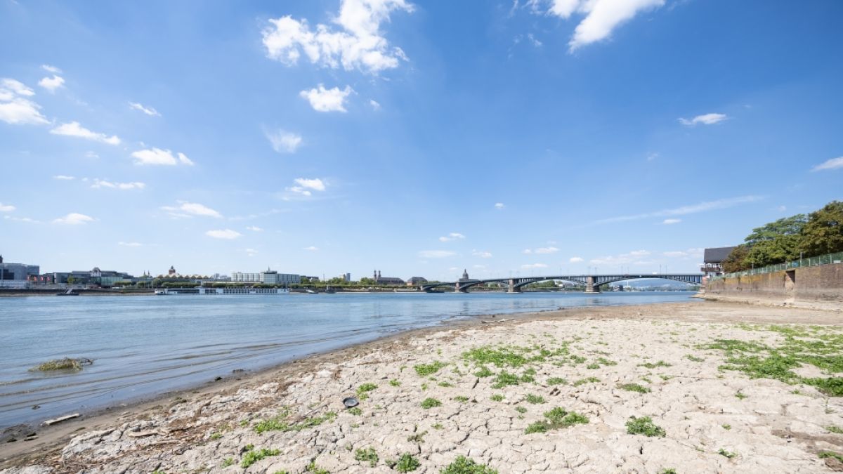 Blick vom ausgetrockneten Rheinufer auf Mainz. (Foto)