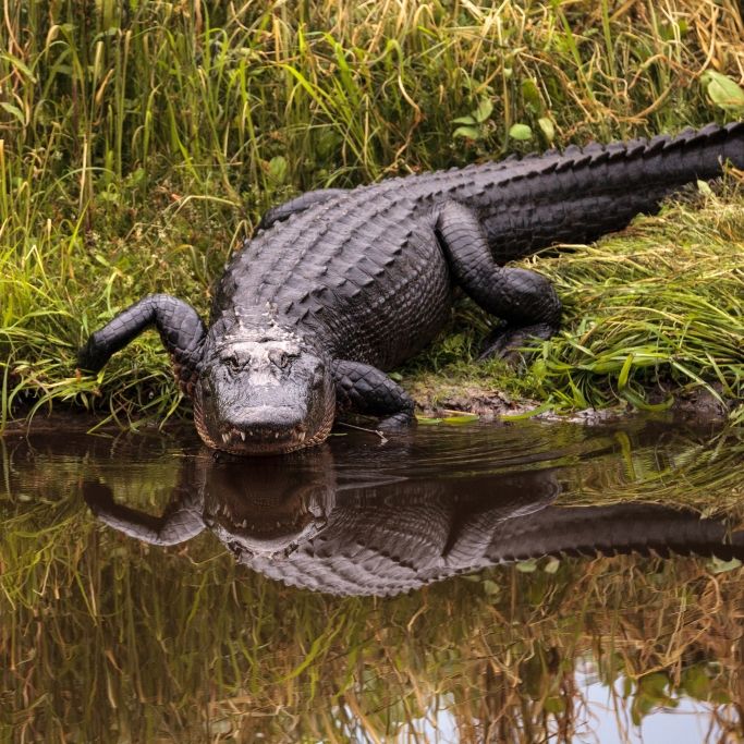 Killer-Krokodil bewacht zerfleischte Leiche