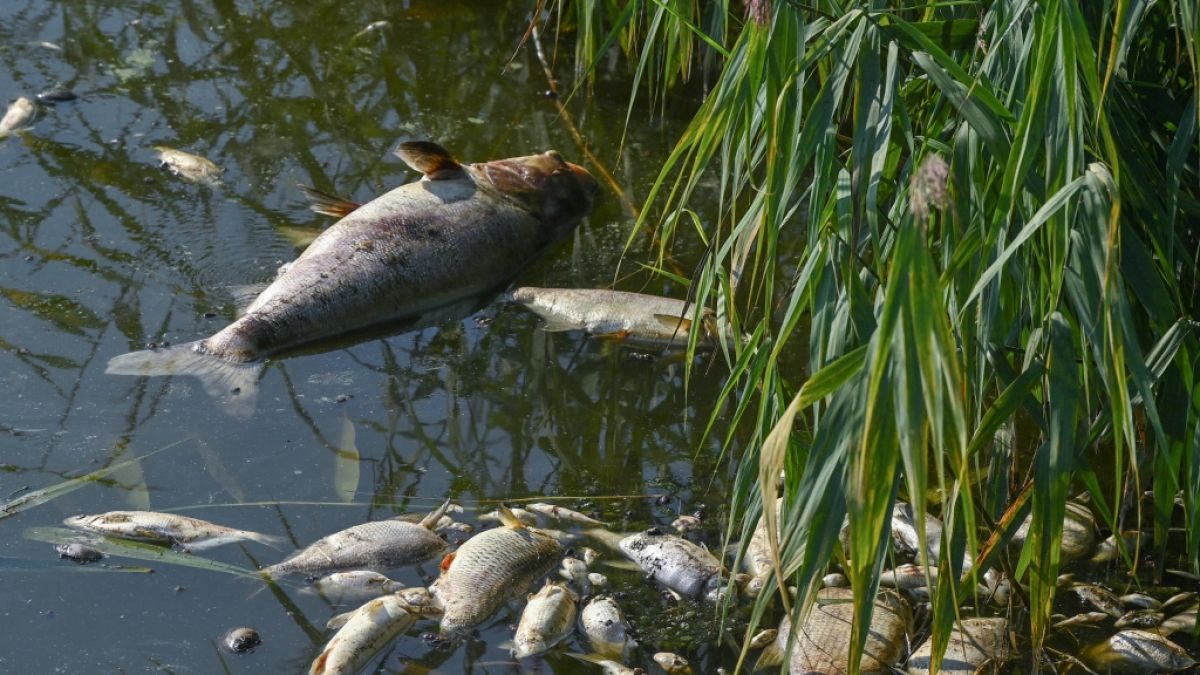 Wie kam es zum massiven Fischsterben in der Oder? (Foto)