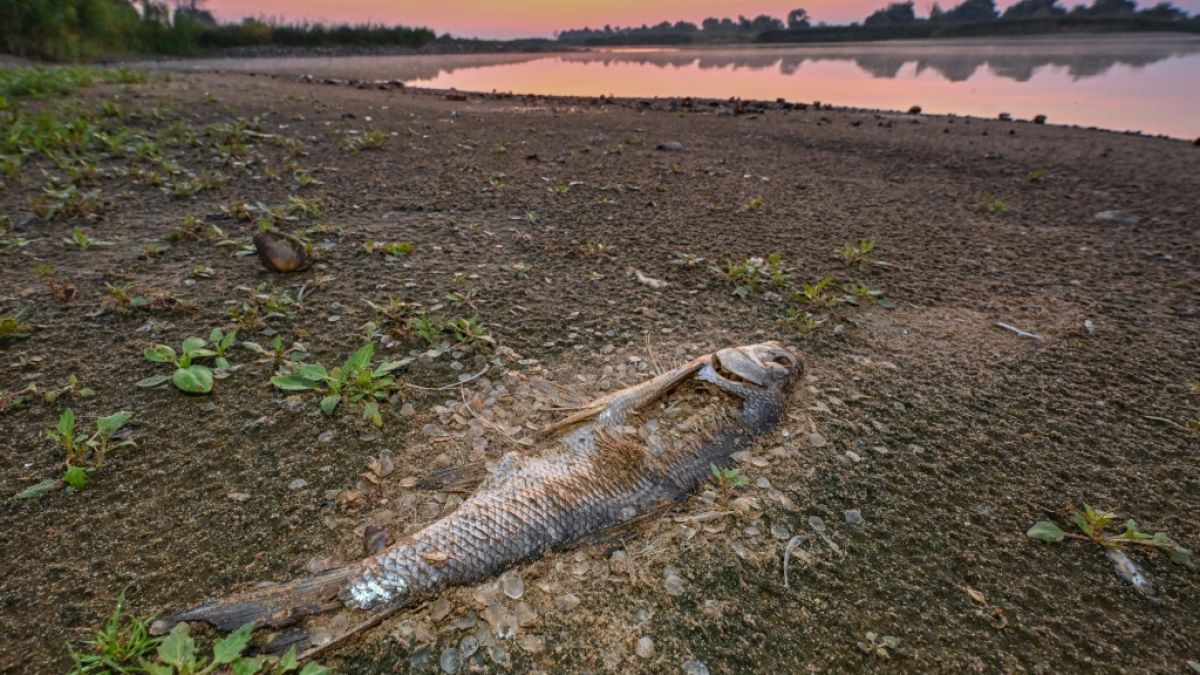 Was ist die Ursache für das massive Fischsterben in der Oder? (Foto)