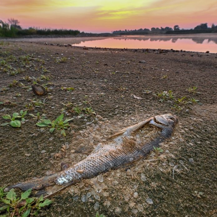 190 Tonnen toter Fische geborgen! Sorgte ein Pestizid für die Umweltkatastrophe?