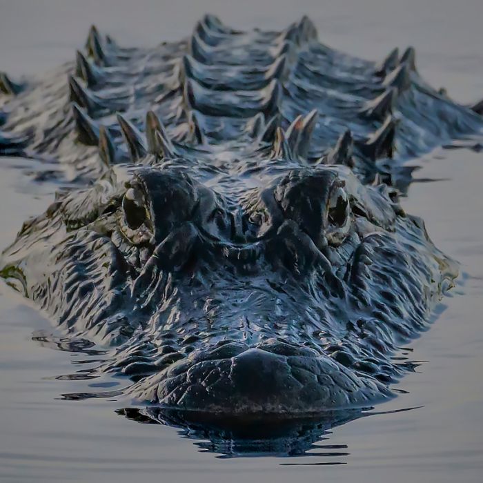 Schock-Aufnahmen! Alligator tötet Mann und zieht Leiche durch Lagune