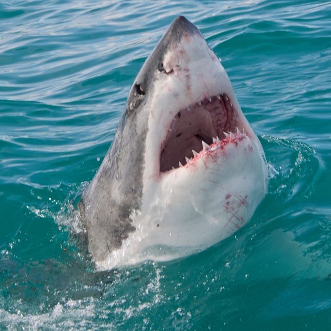 Weißer Hai beißt Kanu in zwei Hälften
