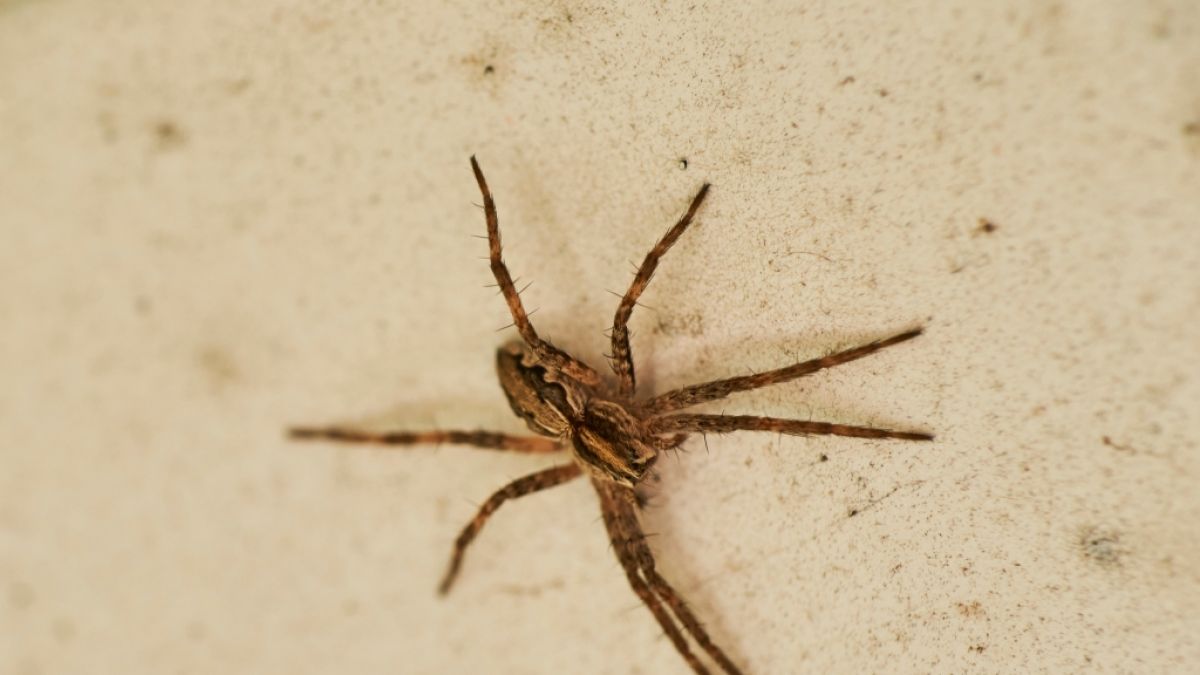 Die giftige Nosferatu-Spinne breitet sich in Deutschland aus. (Foto)