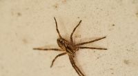 Die giftige Nosferatu-Spinne breitet sich in Deutschland aus.