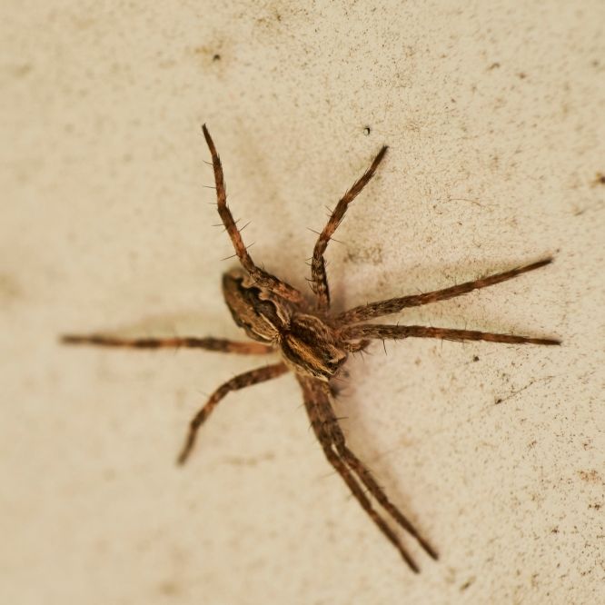 Bis zu 8 Zentimeter lang! Gift-Spinne breitet sich in Deutschland aus