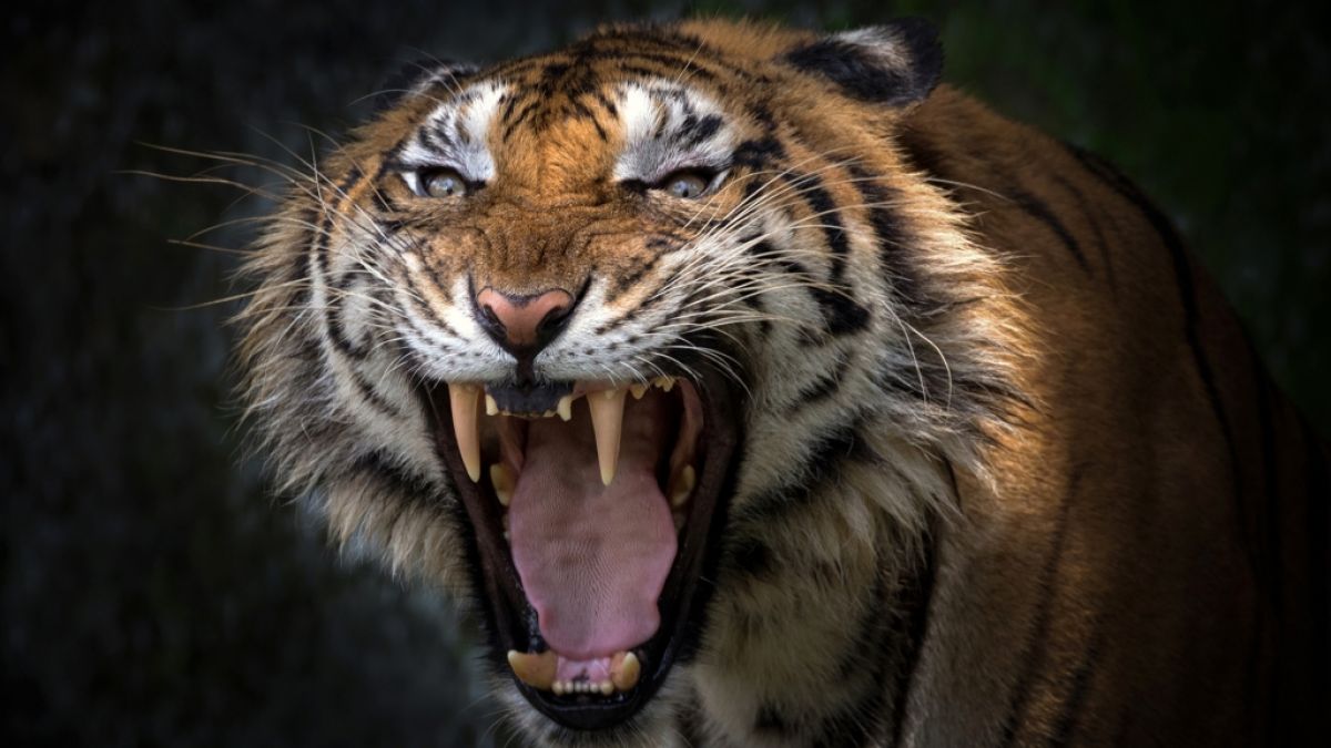 Sumatra-Tiger greifen in Indonesien immer wieder Menschen an. (Symbolfoto) (Foto)