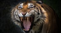 Sumatra-Tiger greifen in Indonesien immer wieder Menschen an. (Symbolfoto)
