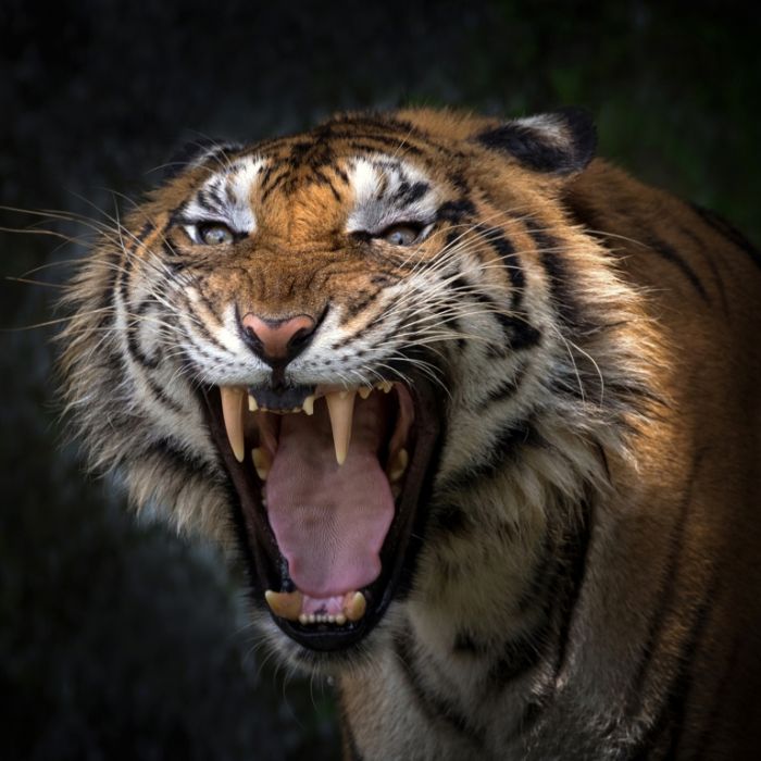 Sumatra-Tiger zerfleischt Plantagenarbeiterin