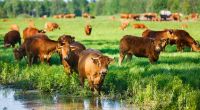 Aggressive Limousin-Rinder haben in England eine Frau getötet. (Symbolfoto)