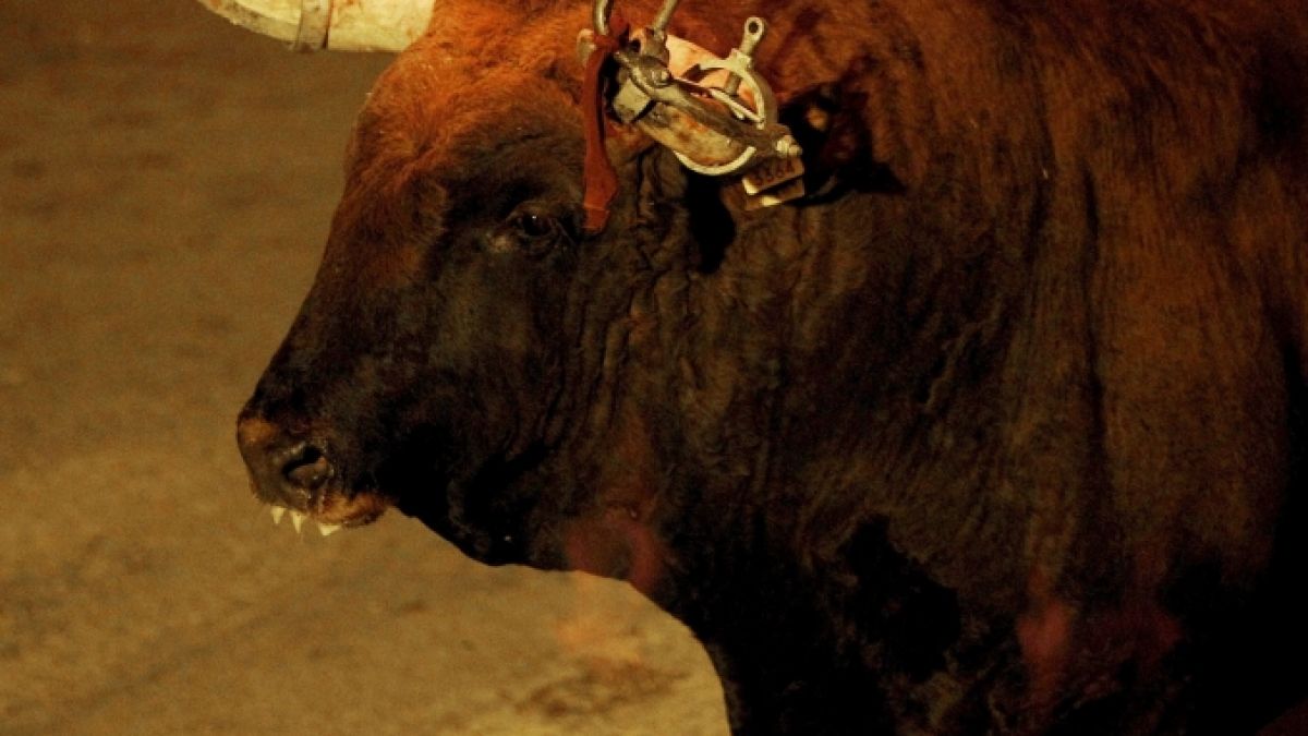 Grausame Tierquälerei! In der spanischen Stadt Vallada werden jedes Jahr Stiere an den Hörnern angezündet. (Foto)