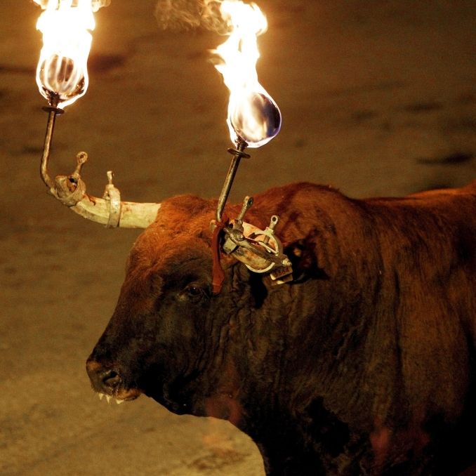 24-Jähriger tot! Stier mit brennenden Hörnern durchbohrt Mann