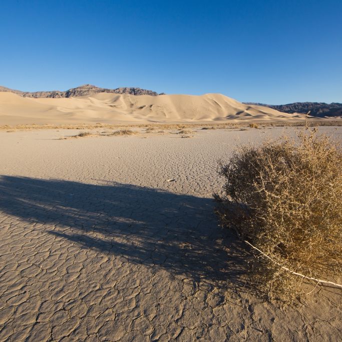 Musiker und seine Frau tot in Wüste aufgefunden