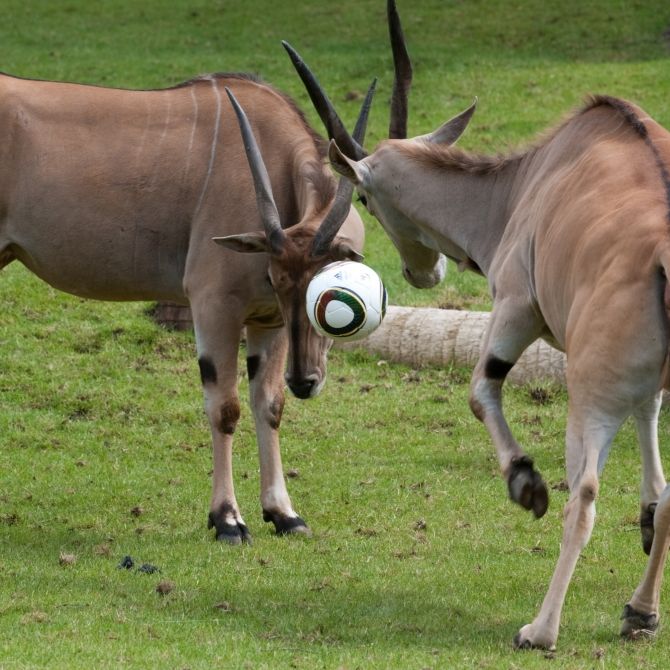 Antilope spießt Tierpfleger auf - Mann tödlich verletzt