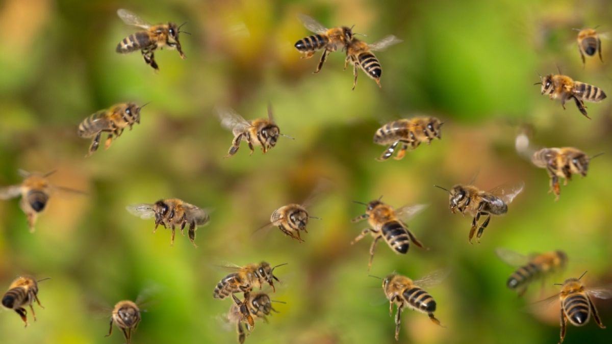 Killer-Bienen haben in den USA einen Mann (20) schwer verletzt. (Symbolfoto) (Foto)