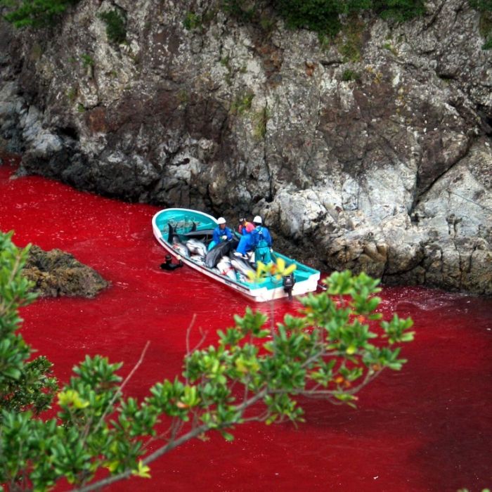 Meer färbt sich blutrot! Aktivisten kritisieren Delfin-Jagd