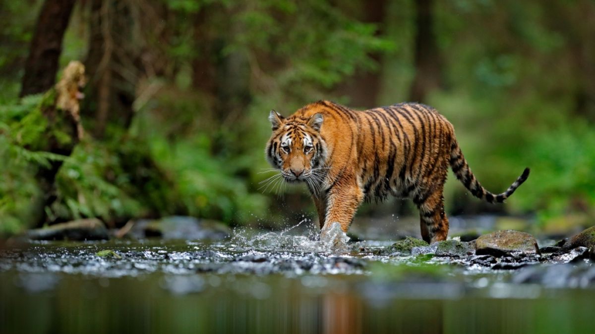 Eine Inderin rettete jetzt ihr Baby vor einem Tiger. (Foto)