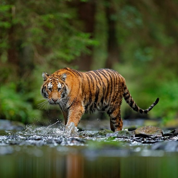 25-jährige Mutter rettet Sohn (1) vor Tiger-Attacke
