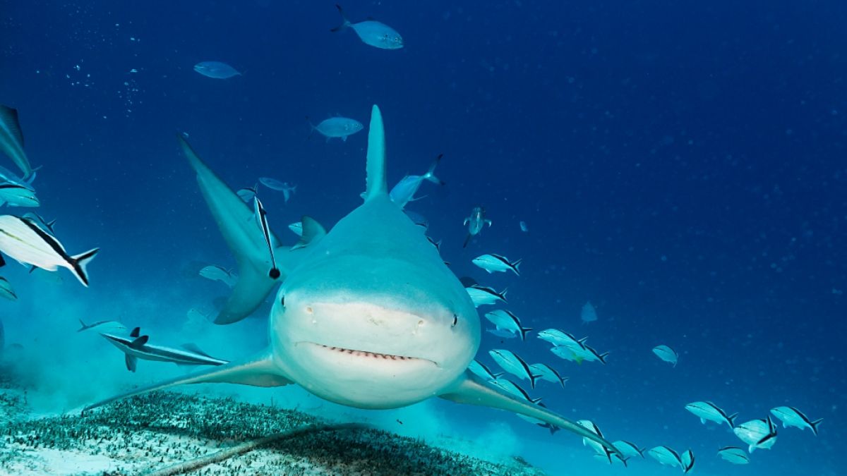 Auf den Bahamas wurde eine Frau von einem Bullenhai getötet. (Foto)