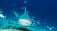 Auf den Bahamas wurde eine Frau von einem Bullenhai getötet.
