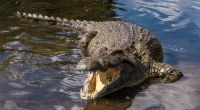 Ein Krokodil hat in Florida einem Mann einen Arm abgebissen. Das Opfer überlebte die Attacke. (Symbolfoto)