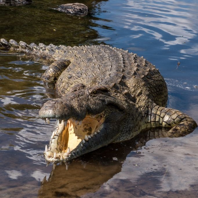 Alligator beißt Arm von Mann ab! Opfer überlebt 3 Tage im Wald