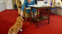 Königin Elizabeth II. mit einem ihrer Hunde, einem Dorgi namens Candy.