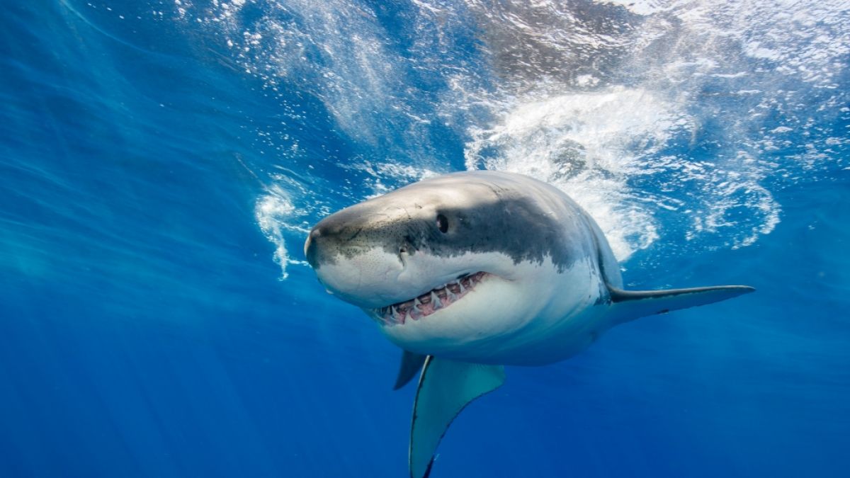 Die Schock-News der Woche bei news.de.: Auf den Bahamas wurde eine Frau von einem Hai zu Tode gebissen. (Foto)