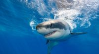 Die Schock-News der Woche bei news.de.: Auf den Bahamas wurde eine Frau von einem Hai zu Tode gebissen.
