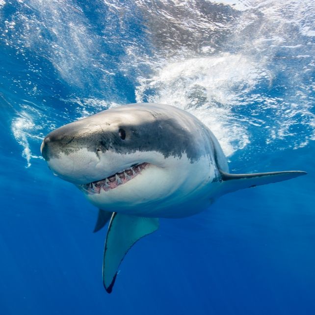 Die Schock-News der Woche bei news.de.: Auf den Bahamas wurde eine Frau von einem Hai zu Tode gebissen.
