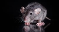 Ein Experte hat vor einer gigantischen Ratten-Invasion gewarnt.