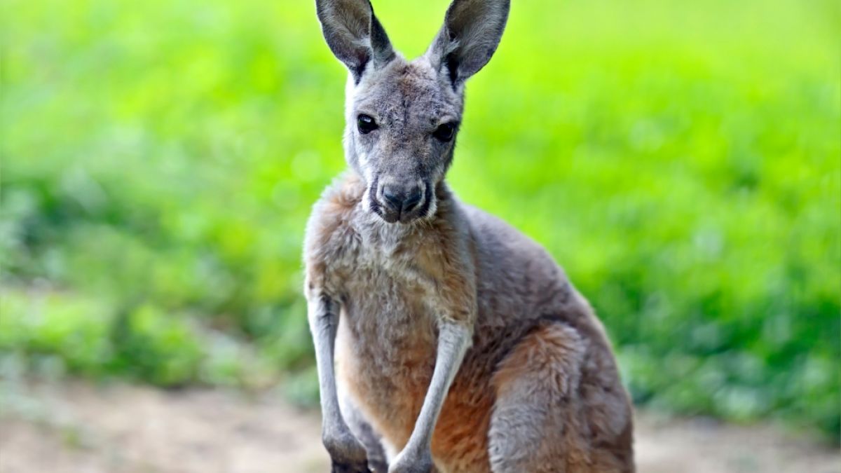 In Australien hat es einen tödliche Känguru-Angriff auf einen Menschen gegeben. (Foto)