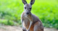 In Australien hat es einen tödliche Känguru-Angriff auf einen Menschen gegeben.