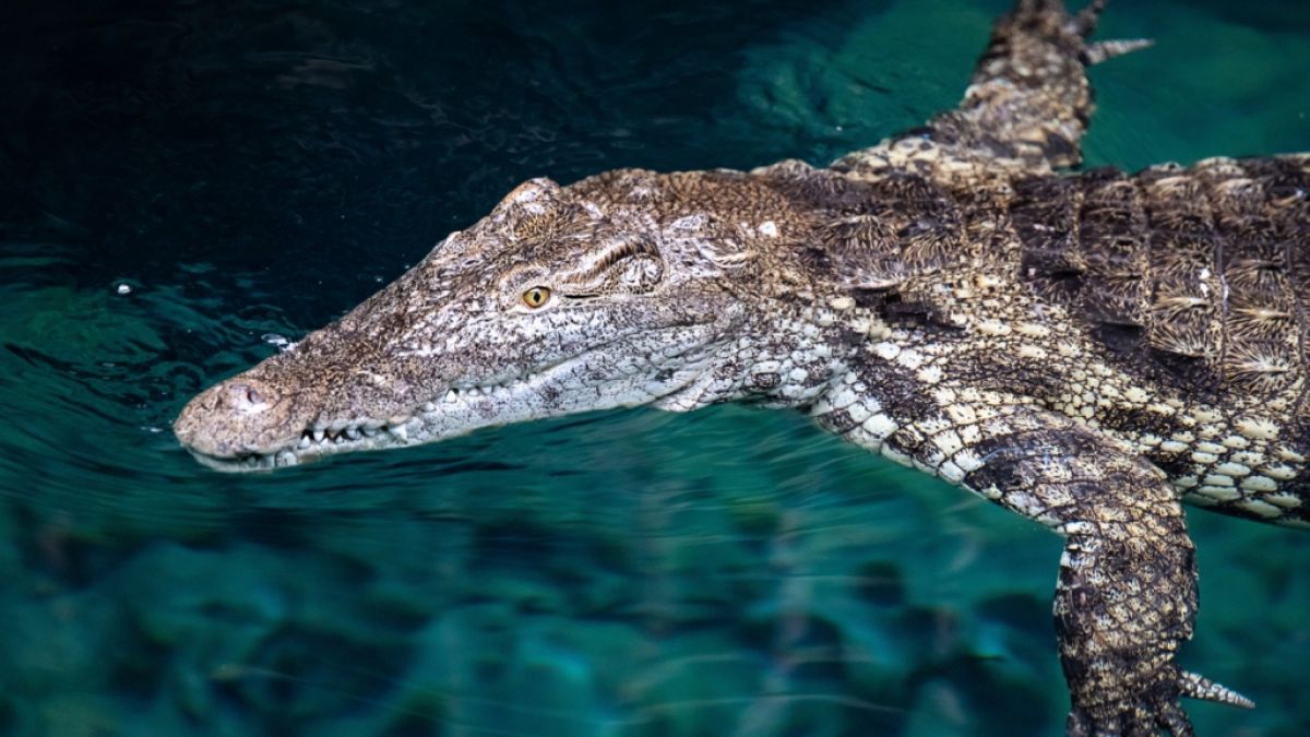 In Simbabwe ist ein kolossales Krokodil erlegt worden, gegen das Krokodil-Dame Linyanti aus dem Hamburger Tierpark Hagenbeck wie eine halbe Portion wirkt. (Foto)