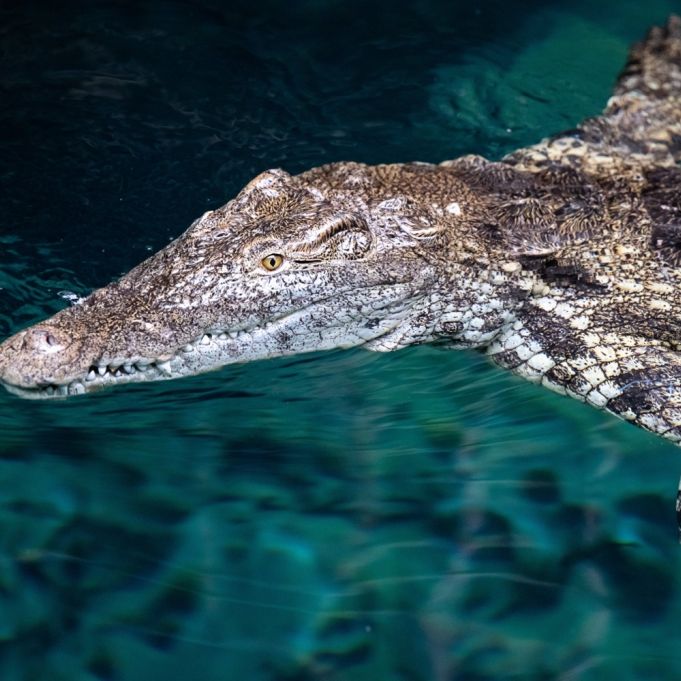 Krokodil-Jäger erlegt 4,5-Meter-Bestie in Badesee