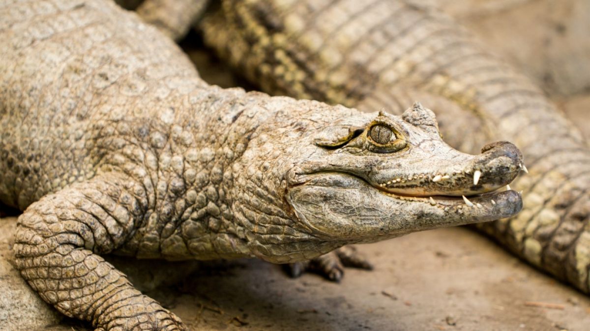 Können Krokodile eine Katastrophe prophezeien? (Foto)
