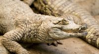 Können Krokodile eine Katastrophe prophezeien?