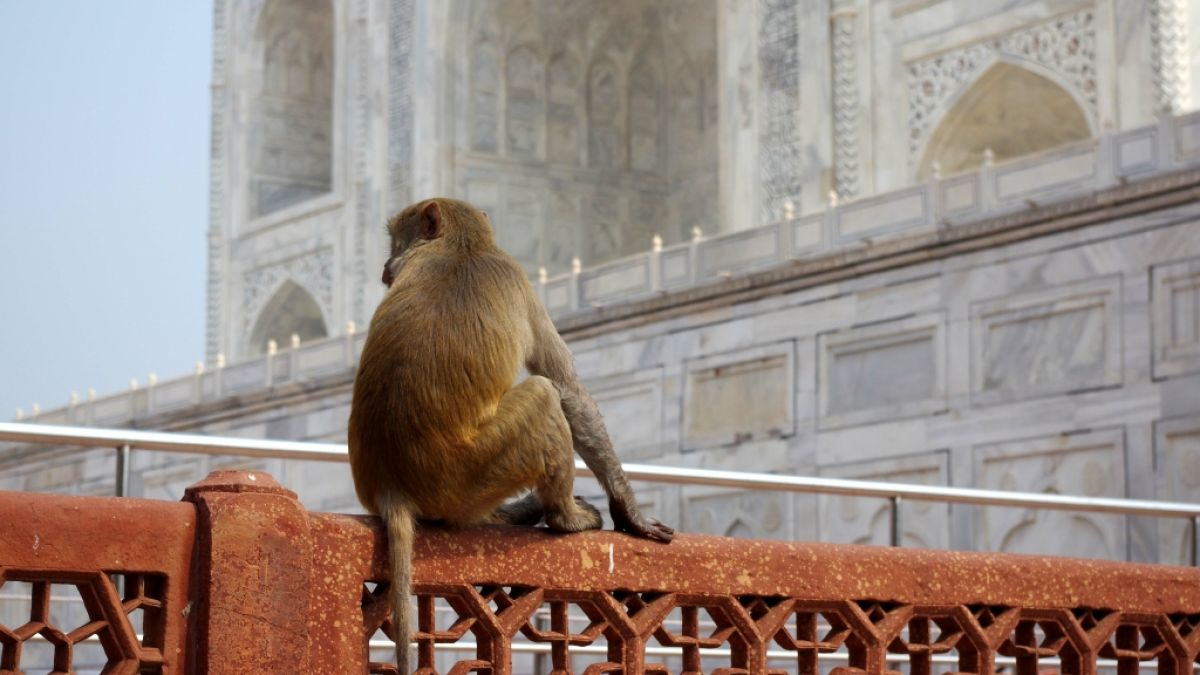 Am Taj Mahal kommt es immer wieder zu brutalen Affen-Attacken. (Foto)