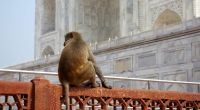 Am Taj Mahal kommt es immer wieder zu brutalen Affen-Attacken.