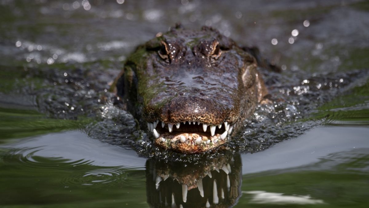 Ein Krokodil hat einen Zoowärter angegriffen. (Foto)