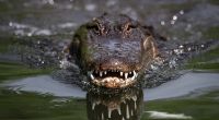 Ein Krokodil hat einen Zoowärter angegriffen.