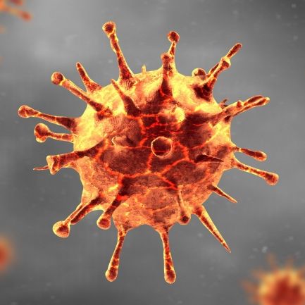 Angst vor neuer Pandemie! Forscher entdecken Corona-ähnliches Virus in Fledermaus