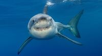 In Südafrika ist eine Frau nach einem Hai-Angriff gestorben.