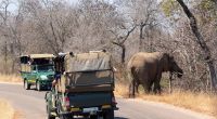 Ein deutscher Tourist wurde im Kruger-Nationalpark erschossen. (Symbolbild)