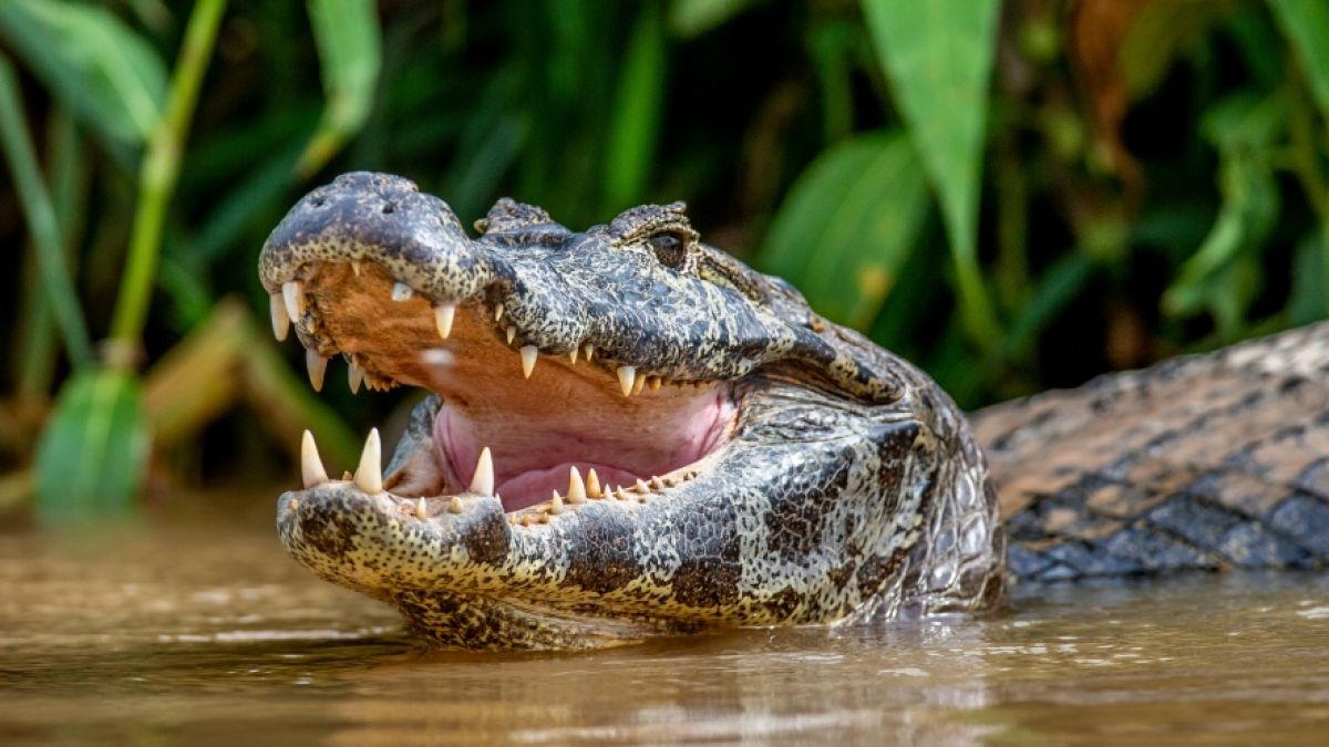 Die Leichen eines Ehepaares wurden angeblich an Krokodile verfüttert. (Foto)